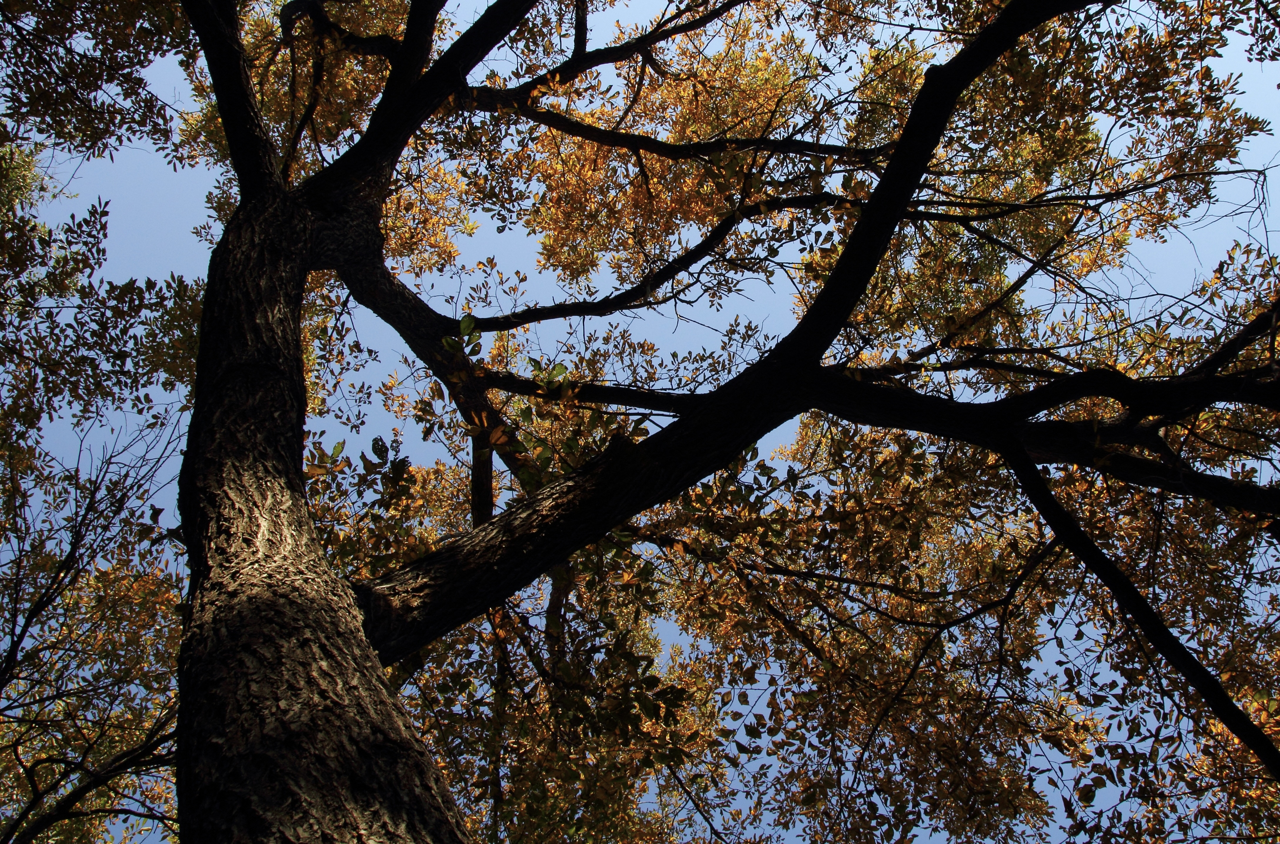 The Tree | Andra's Blog